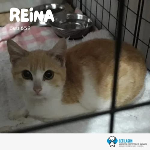 Reina, Mixed Breed (Betilagun)