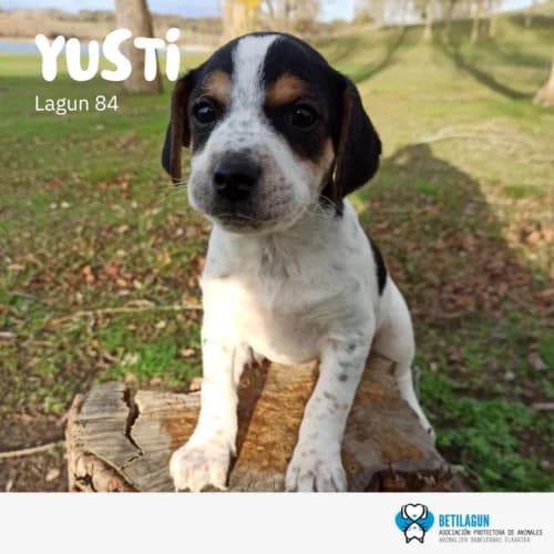 Yusti – en preadopción, Mixed Breed (Betilagun)