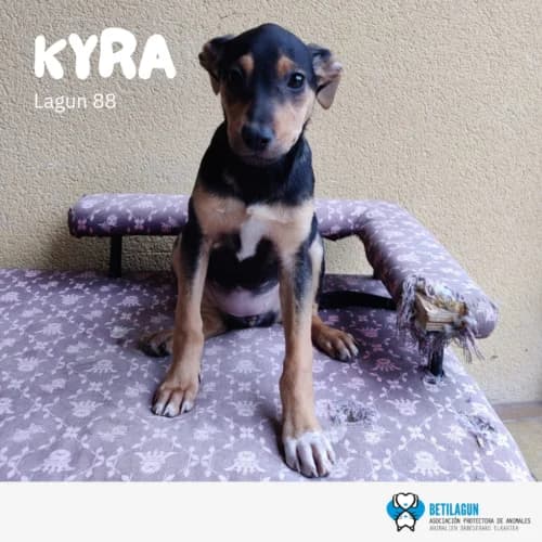 Kyra – en preadopción, Mixed Breed (Betilagun)