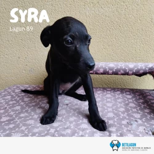 Syra –, Mixed Breed (Betilagun)