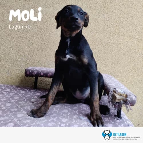 Moli – en preadopción, Mixed Breed (Betilagun)