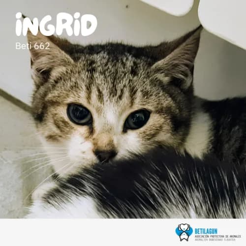 Ingrid – en preadopción, Mixed Breed (Betilagun)