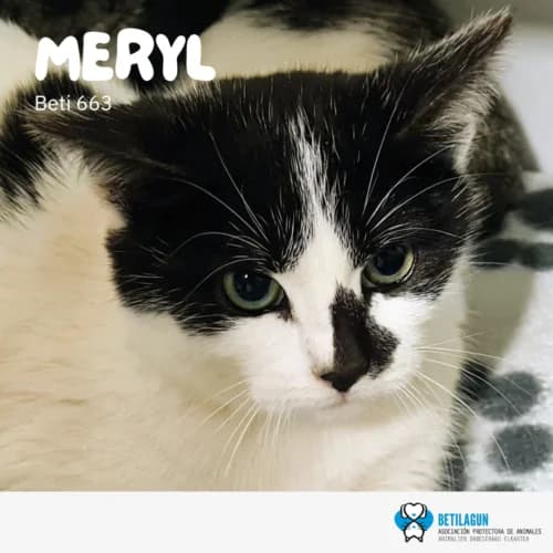 Meryl –, Mixed Breed (Betilagun)