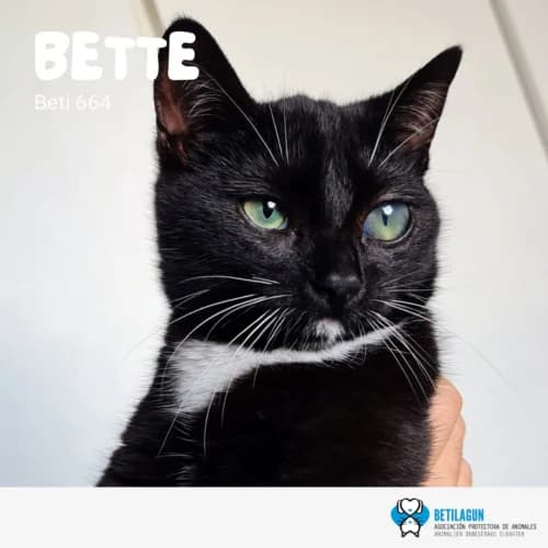 Bette, Mixed Breed (Betilagun)