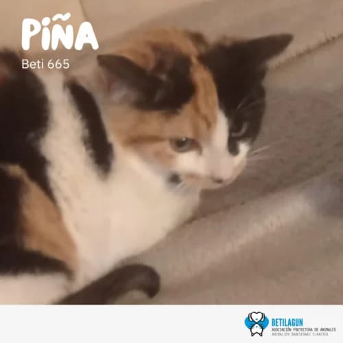 Piña – en preadopción, Mixed Breed (Betilagun)