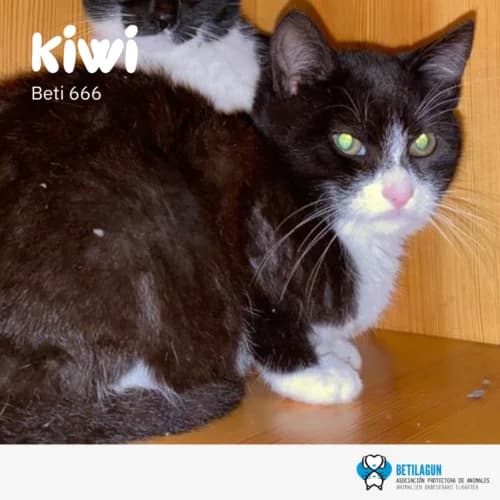 Kiwi, Mixed Breed (Betilagun)