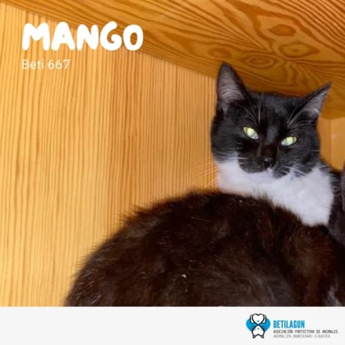 Mango, Mixed Breed (Betilagun)
