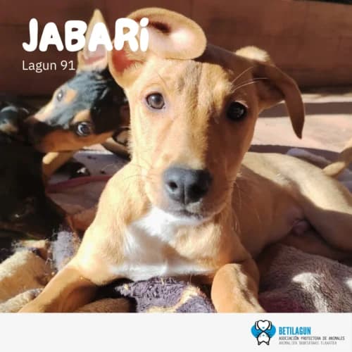 Jabari –, Mixed Breed (Betilagun)