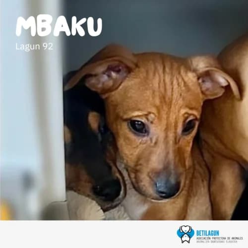 Mbaku –, Mixed Breed (Betilagun)