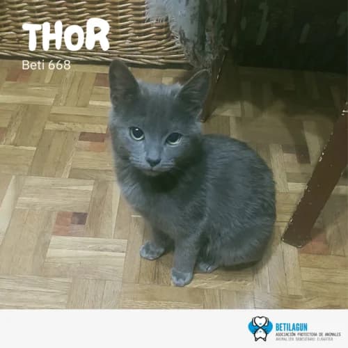 Thor, Mixed Breed (Betilagun)
