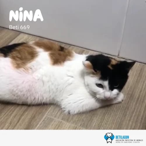 Nina –, Mixed Breed (Betilagun)