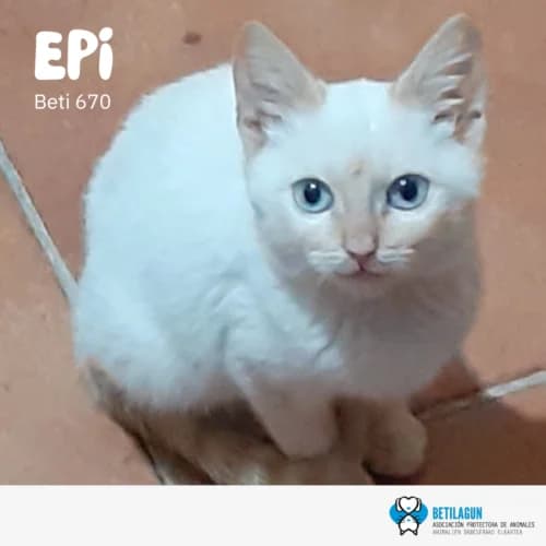 Epi – en preadopción, Mixed Breed (Betilagun)