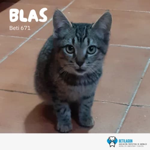Blas – en preadopción, Mixed Breed (Betilagun)