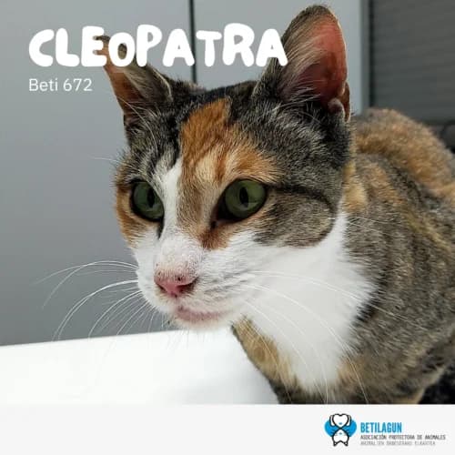 Cleopatra, Mixed Breed (Betilagun)