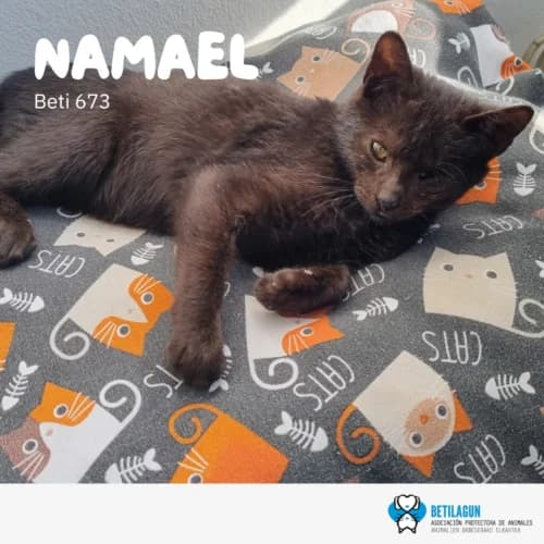 Namael –, Mixed Breed (Betilagun)