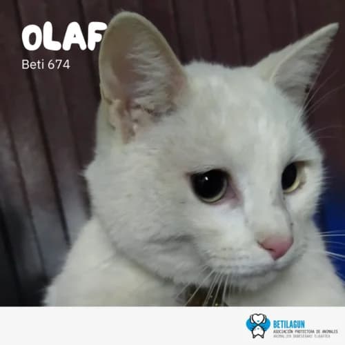Olaf, Mixed Breed (Betilagun)