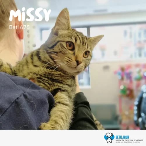 Missy –, Mixed Breed (Betilagun)