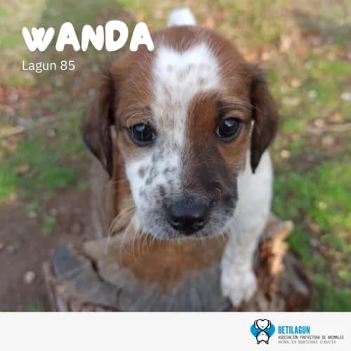Wanda – en preadopción, Mixed Breed (Betilagun)
