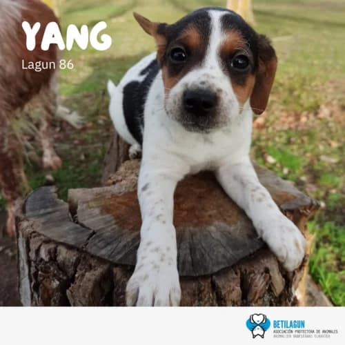 Yang – en preadopción, Mixed Breed (Betilagun)