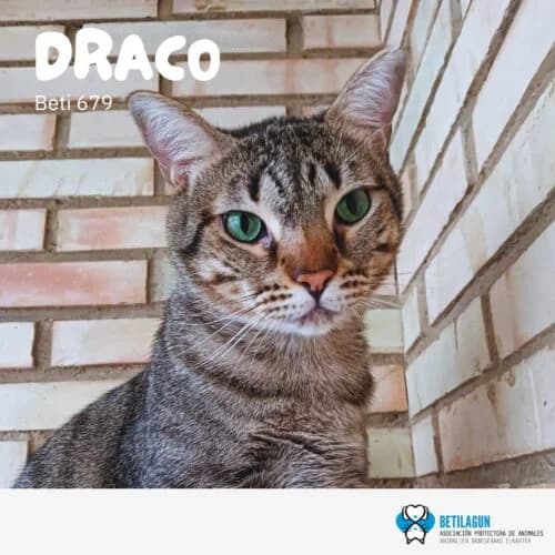 Draco – en preadopción, Mixed Breed (Betilagun)