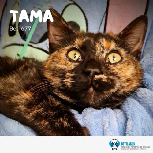 Tama –, Mixed Breed (Betilagun)