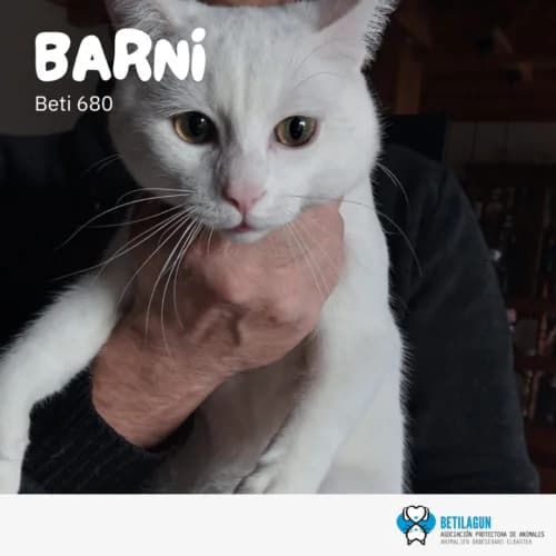 Barni – en preadopción, Mixed Breed (Betilagun)