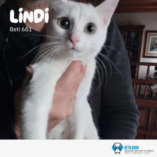 Lindi –, Mixed Breed for adoption at Betilagun