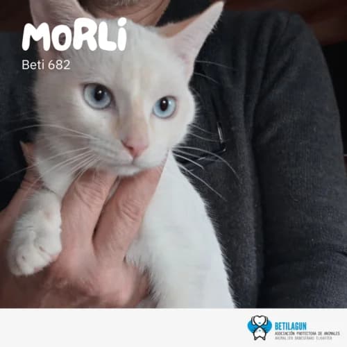 Morli – en preadopción, Mixed Breed (Betilagun)