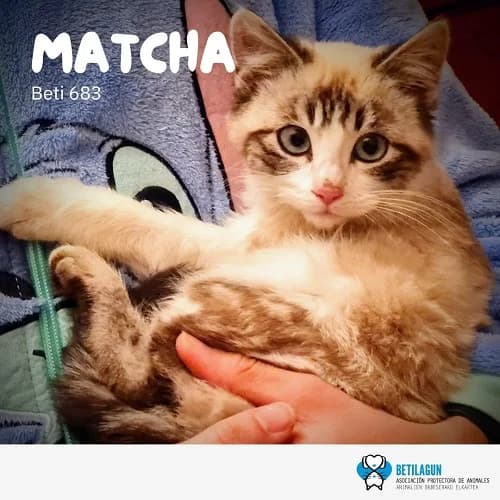 Matcha – en preadopción, Mixed Breed (Betilagun)