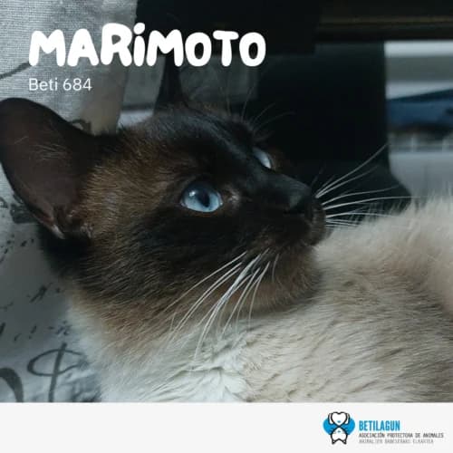 Marimoto – en preadopción, Mixed Breed (Betilagun)