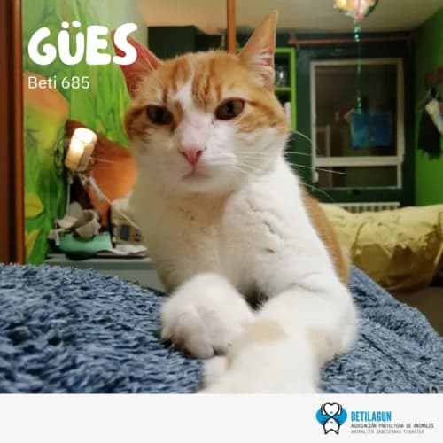 Gües – en preadopción, Mixed Breed (Betilagun)