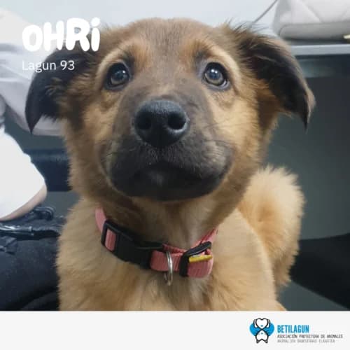 Ohri –,  Mixed Breed for adoption at Betilagun