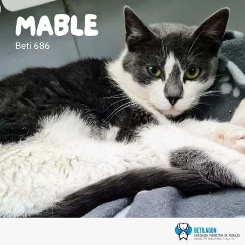 Mable – en preadopción, Mixed Breed (Betilagun)