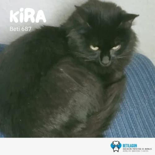 Kira –, Mixed Breed (Betilagun)