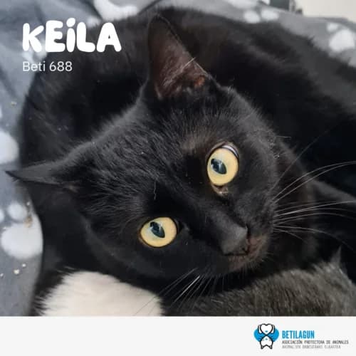 Keila –, Mixed Breed (Betilagun)