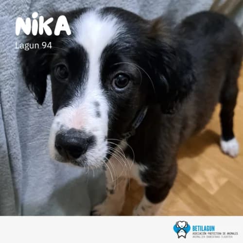 Nika –,  Mixed Breed for adoption at Betilagun