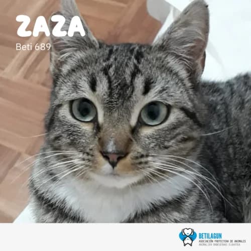 Zaza –, Mixed Breed (Betilagun)