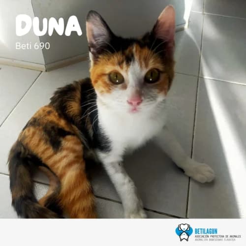 Duna – en preadopción, Mixed Breed (Betilagun)