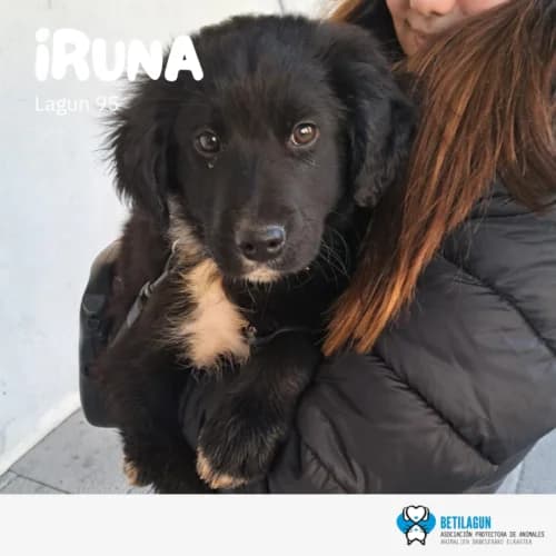 Iruna – en preadopción, Mixed Breed (Betilagun)