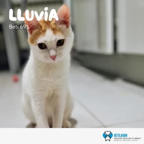 Lluvia –, Mixed Breed (Betilagun)