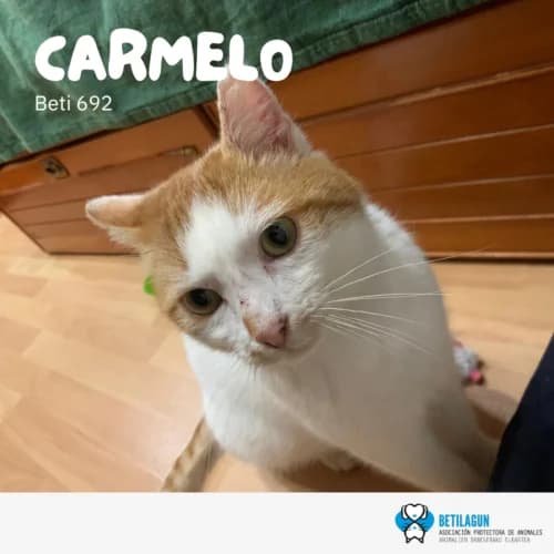 Carmelo – en preadopción, Mixed Breed (Betilagun)