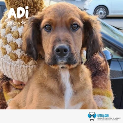 Adi – en preadopción, Mixed Breed (Betilagun)