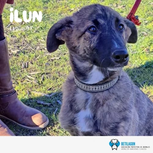 Ilun – en preadopción, Mixed Breed (Betilagun)