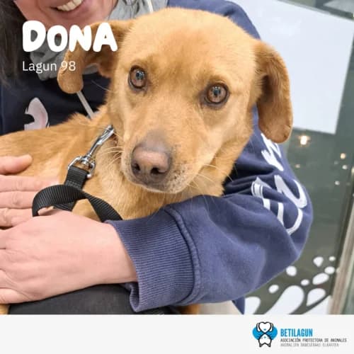 Dona, Mixed Breed (Betilagun)
