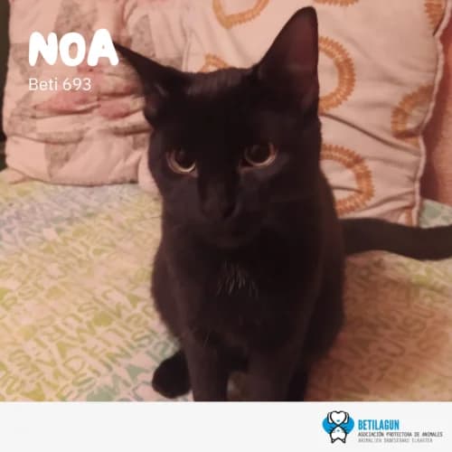 Noa – en preadopción, Mixed Breed (Betilagun)