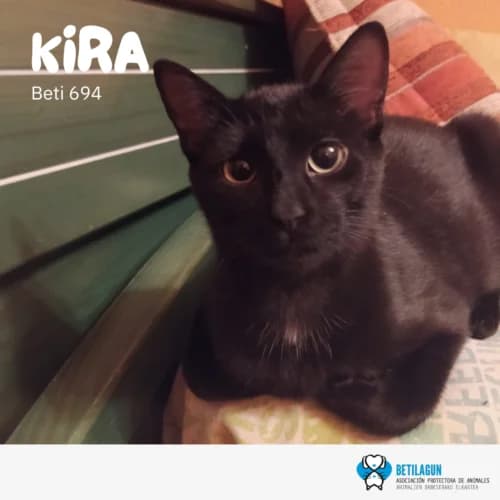Kira –, Mixed Breed (Betilagun)