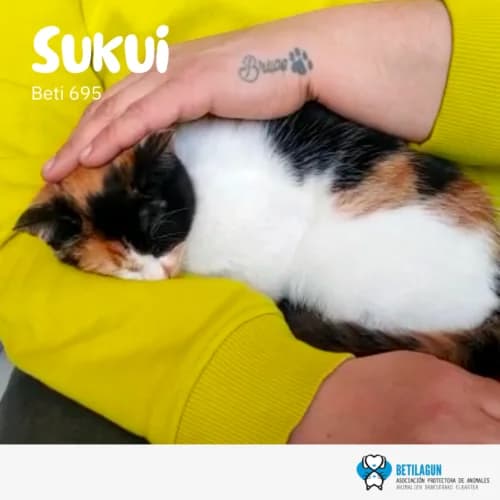 Sukui – en preadopción, Mixed Breed (Betilagun)