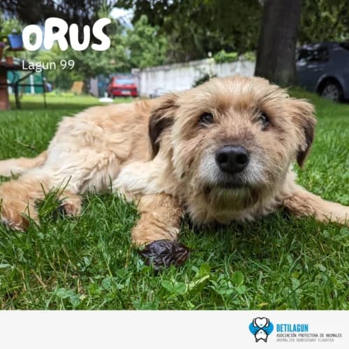 Orus, Mixed Breed (Betilagun)