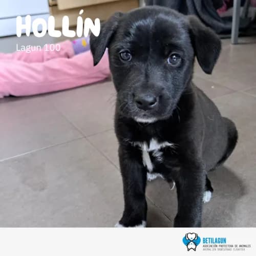 Hollín –,  Mixed Breed for adoption at Betilagun