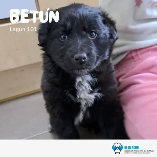 Betún –,  Mixed Breed for adoption at Betilagun